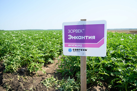 Эффективность фунгицида Зорвек® Энкантия компании Corteva Agriscience подтверждена экспертами Всероссийского научно-исследовательского института фитопатологии   